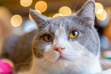 EA官宣《黑豹》游戏 前《中土世界》总裁领导开发